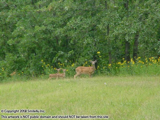 <B>A momma and her two babies out enjoying the afternoon in Forbes Lake of the Ozarks in Edwards, Missouri. I just love this photo!