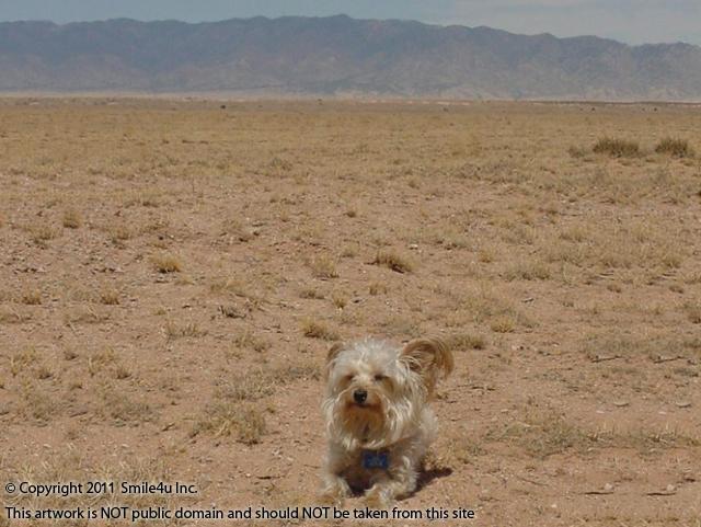 Bud the Stud (aka: Fearless Mascot) basking in the sunshine and helping explore land in the Rio Grande Estates, Socorro County, New Mexico