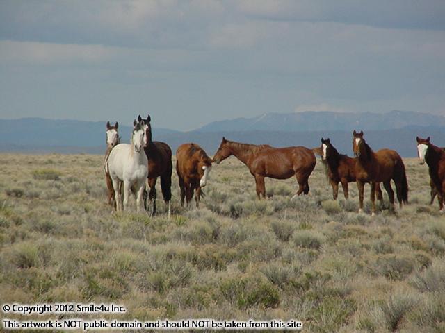 Wild horses a few miles to the W of the San Luis Estates South by the Rio Grande River. They watched us nervously as we drove up, letting us take several photos of them before they took off across the open valley - their manes and tails flying in the wind - wow is that stunning to see in the wild!!! 