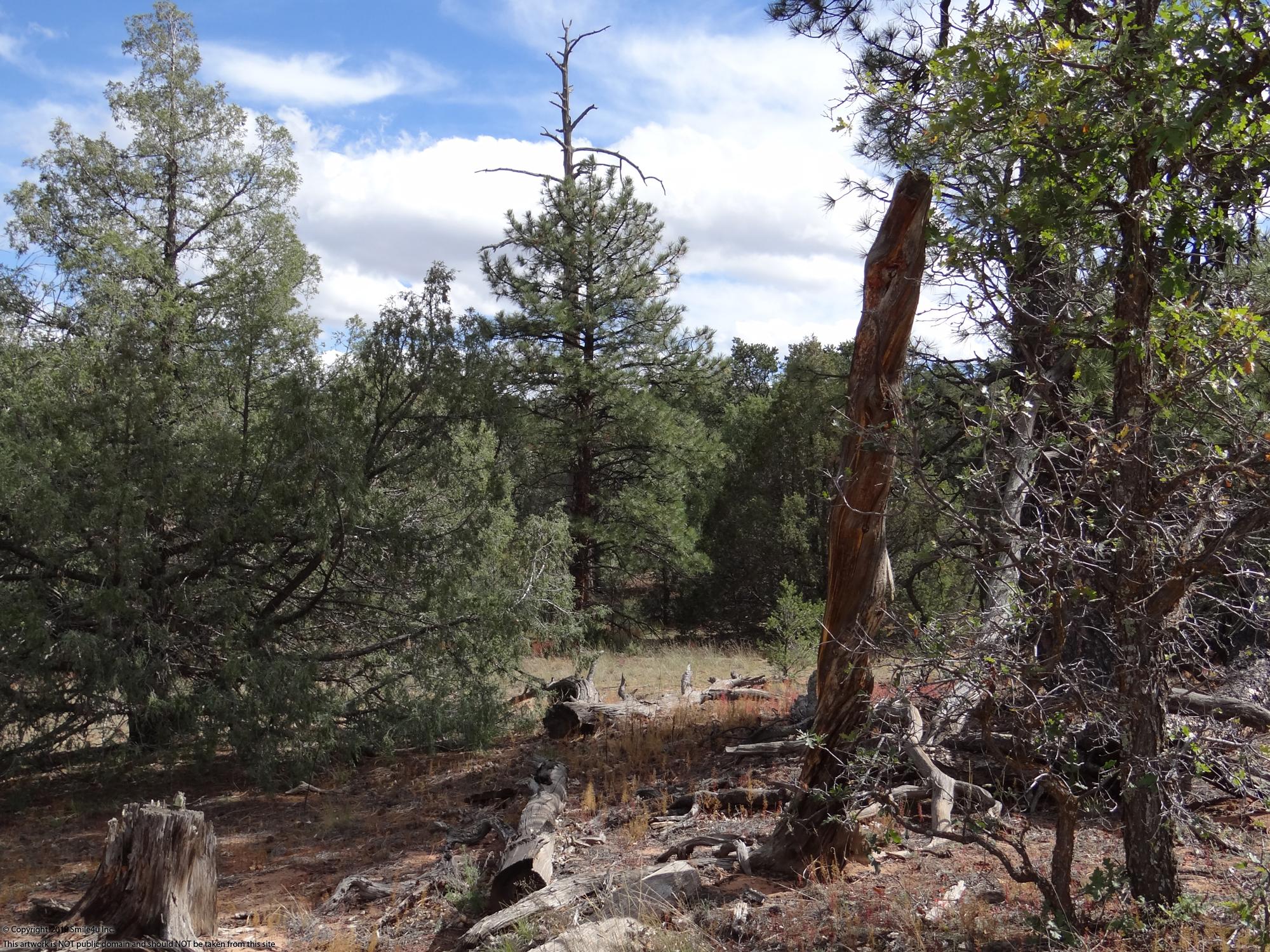 10 acres in Candy Kitchen New Mexico