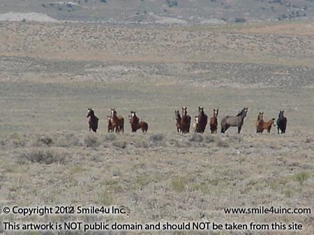 Wild horses roaming Pilot Valley near Pilot Peak checking us out! The horses were absolutely beautiful standing there in the breeze in the distance - watching us carefully. My first look at the wild horses Nevada is known for! 