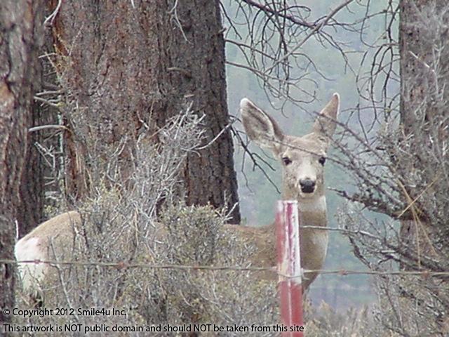 A big herd of deer were hanging out down the road from this gorgeous land for sale in Klamath County, Oregon! 