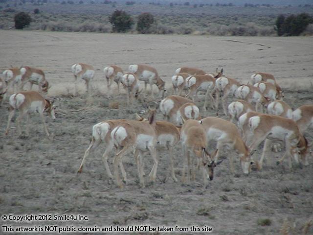 <B>I saw several big herds of antelope and deer as I drove NE out of Christmas Valley on one of Oregon Outback Scenic Byways not too far from this land for sale! Fabulous! 