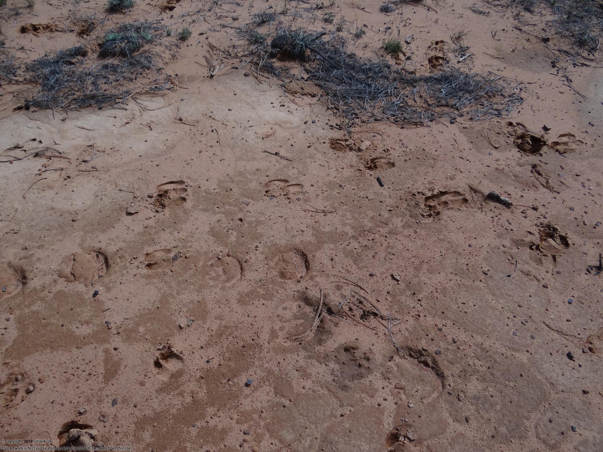 10 acres in Candy Kitchen New Mexico