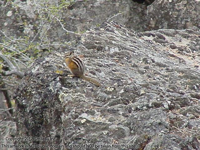 I saw this cute little guy hanging out in the rocks at the edge of the rim in Nimrod River Park, Klamath County, Oregon! I sure had a great time playing in these big rocks that are at the edge of Tableland as it falls down to the valley before! First time I had ever hiked around them! Fun, fun, fun! 