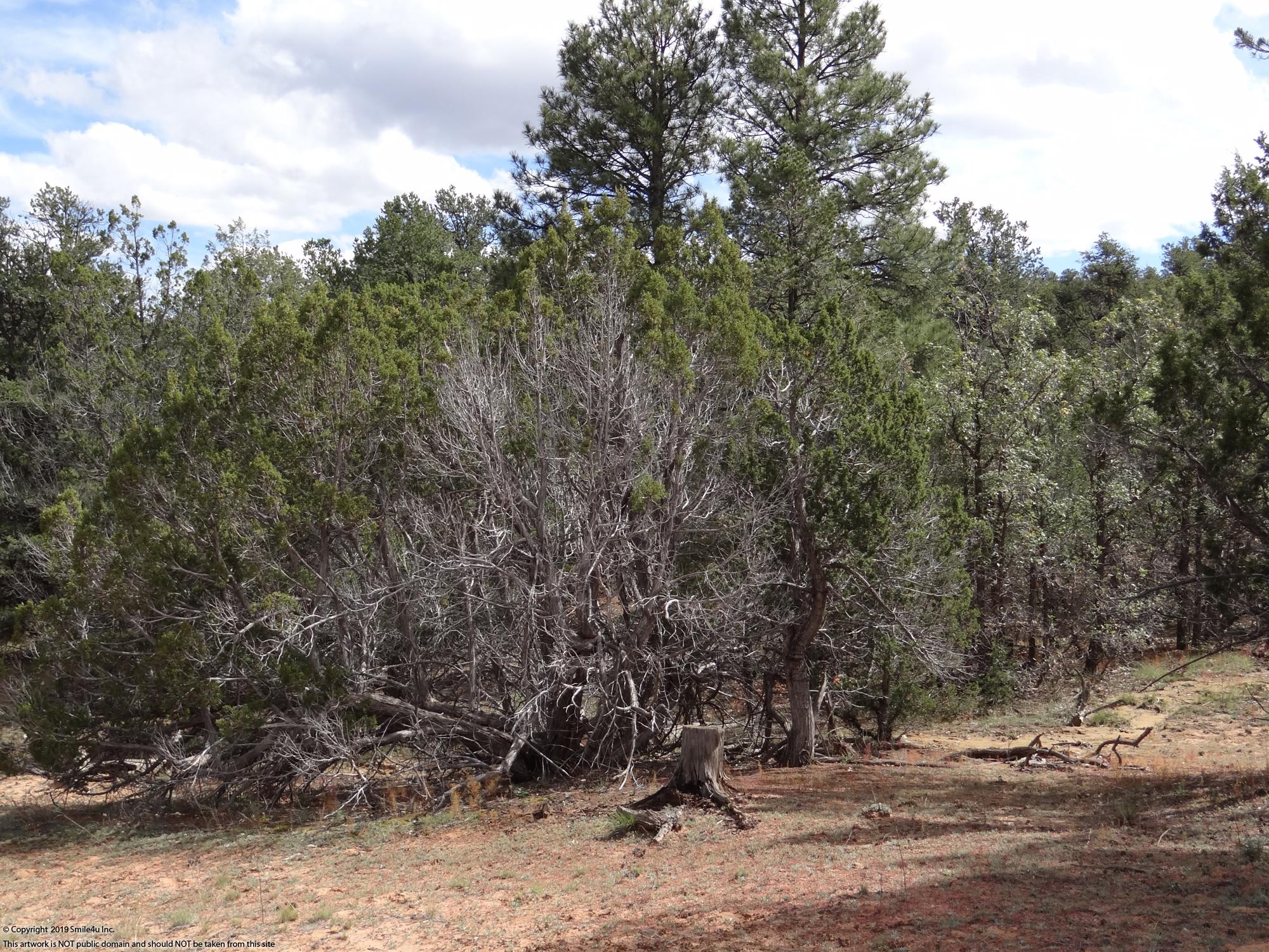 10 acres in Candy Kitchen New Mexico