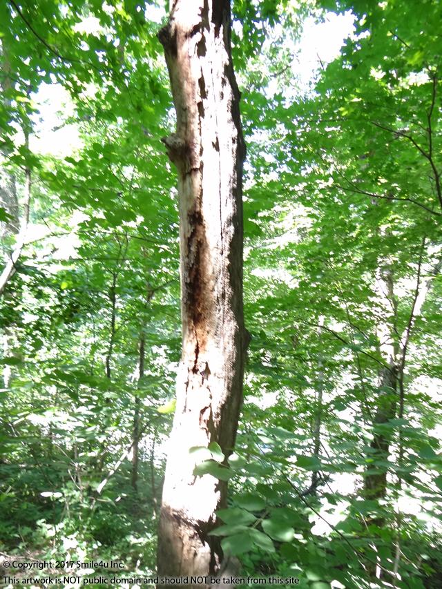 Lots for sale in Tanglewood Lakes, KS