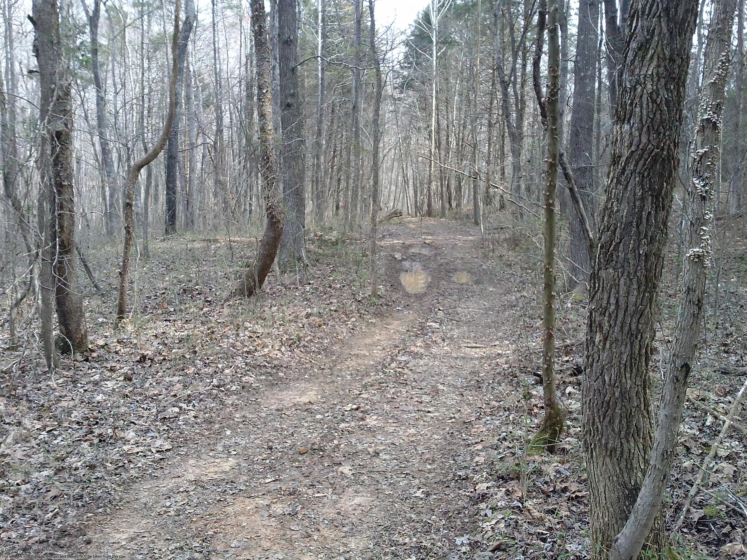 Cheap Land for sale by Kentucky Lake!